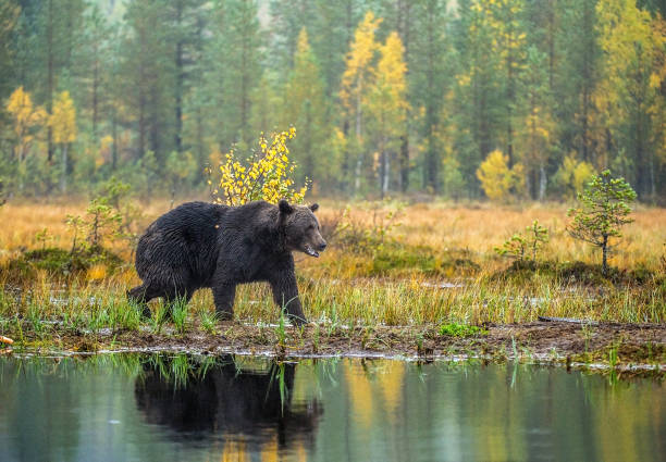 istock A brown bear  on the bog. 1136909216
