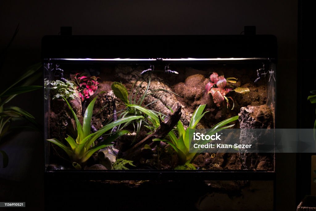Terrarium to keep tropical jungle animals such as lizards and poison dart frogs Tropical terrarium or pet tank for frogs Terrarium Stock Photo
