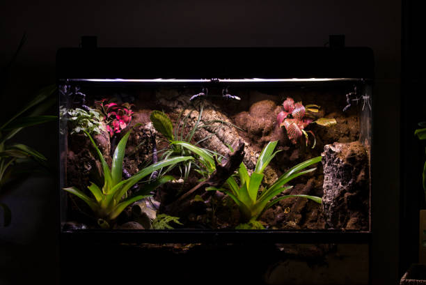 Terrarium to keep tropical jungle animals such as lizards and poison dart frogs Tropical terrarium or pet tank for frogs poison arrow frog photos stock pictures, royalty-free photos & images