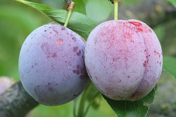 dwie dojrzałe owoce z japoński plum - 4813 zdjęcia i obrazy z banku zdjęć