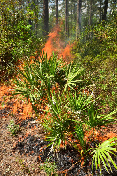 la brûlure a vu palmetto au bord d'une pinède au début d'une brûlure prescrite - enviornment controlled fire palmetto saw palmetto photos et images de collection