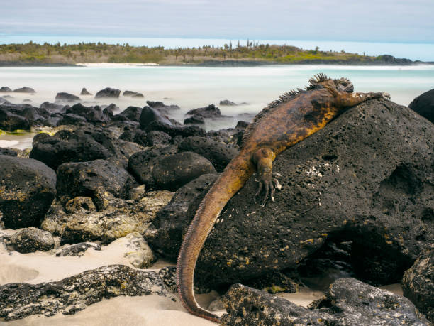 Galapagos Marine Iguana at Tortuga Bay The marine iguana (Amblyrhynchus cristatus), also known as the sea iguana, saltwater iguana, or Galápagos marine iguana - a species of iguana found only on the Galápagos Islands (Ecuador). The image taken at Tortuga Bay on Santa Cruz island. santa cruz island galapagos islands stock pictures, royalty-free photos & images