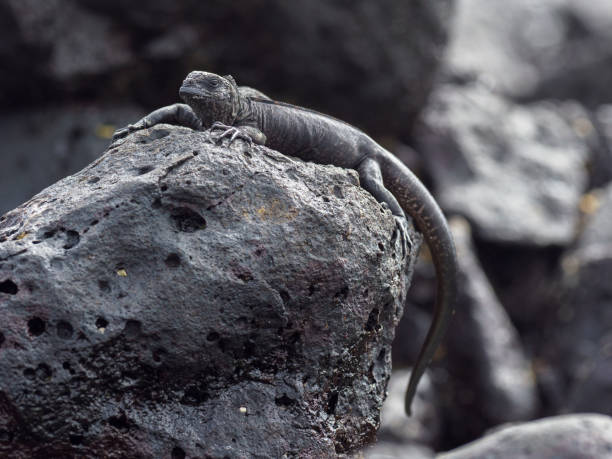 istock Galapagos Marine Iguana On Rock at Tortuga Bay 1136914251