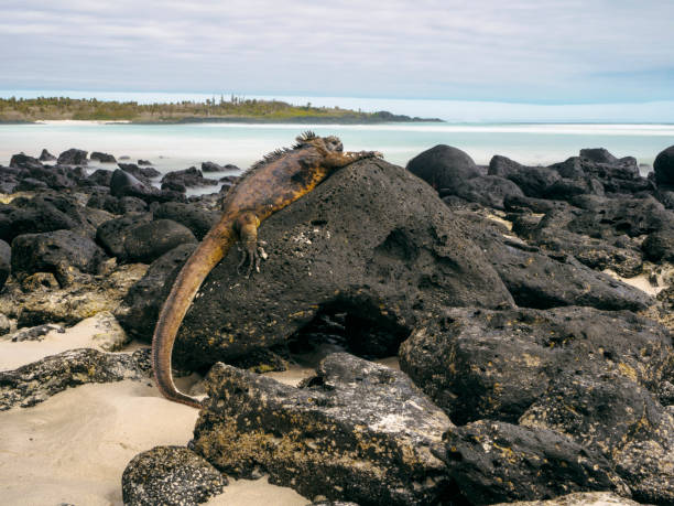 istock Galapagos Marine Iguana at Tortuga Bay 1136914252