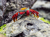 Red Rock Crab On Galapagos Islands