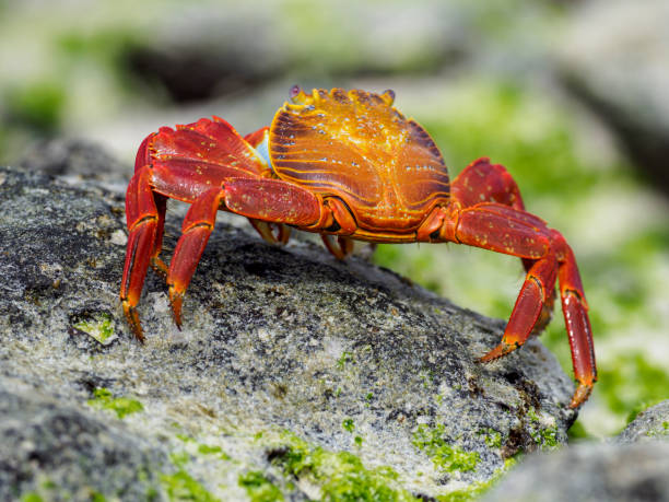 istock Red Rock Crab Walking On Rock 1136914255