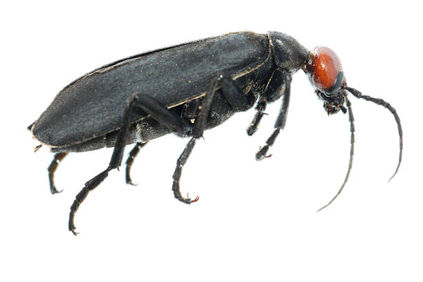 istock orange and black blister beetle 113691460