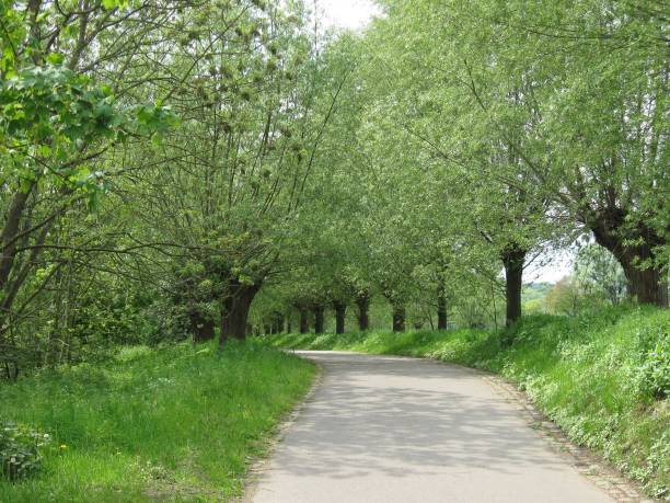 istock willow trees left and right from a agricultural path, small street. 1136915665
