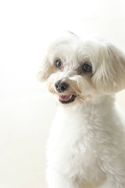 istock Affectionate look of white poodle in close up 1136916411