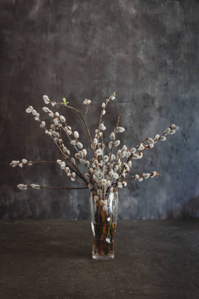 istock vase with willow flowers cats on a dark vintage background with space for text 1136917784