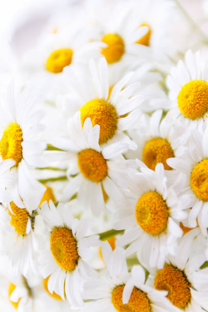 istock background of white field daisies with yellow centers. 1136917811