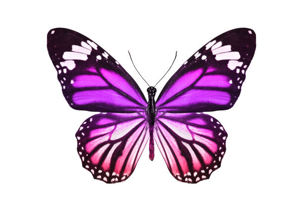 istock butterfly isolated on white. multicolor insect. tropical animal. template for design 1136918050