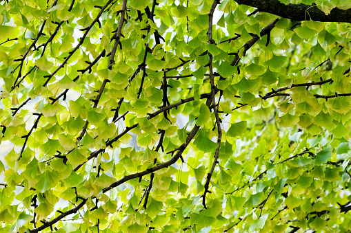 Looking up at the leaves of a gingko tree
