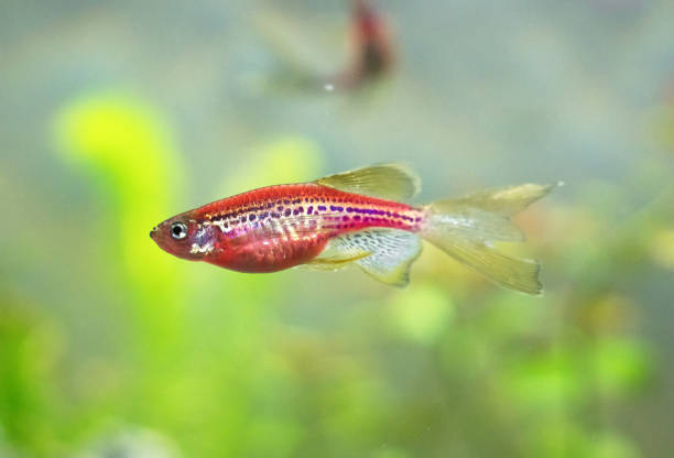 istock Red zebrafish in freshwater aquarium. Danio rerio. 1136918397