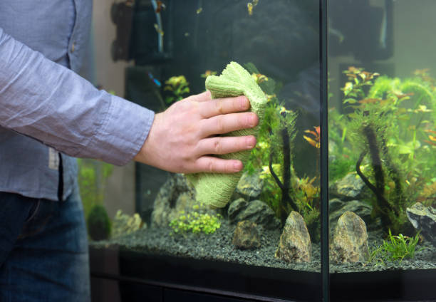 istock Male hand cleaning aquarium using microfiber towel. 1136918472