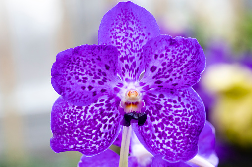 Vanda Coerulea (Blue Vanda) orchid, first discovered in Burma in 1837