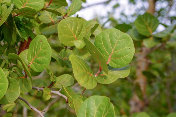istock Tropical leaves of Florida 1136925529