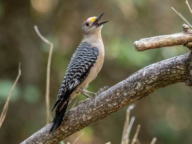 istock Golden Fronted Woodpecker 1136927359