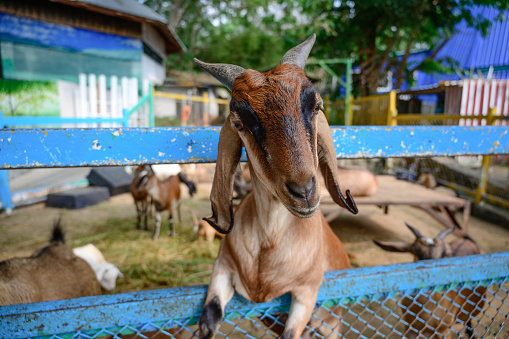 Close up goat at the farm. Farm animal concept