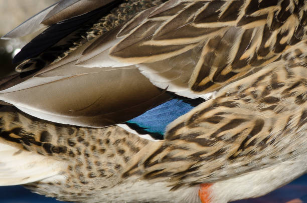 Nature Abstrct: Beautiful Feathers of the Mallard Duck