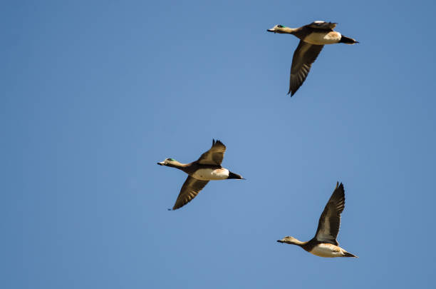 istock Three American Wigeons Flying in a Blue Sky 1136930028