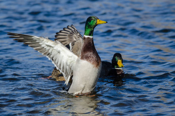 istock Mallard Duck Stretching Its Wings While Resting on the Water 1136930058