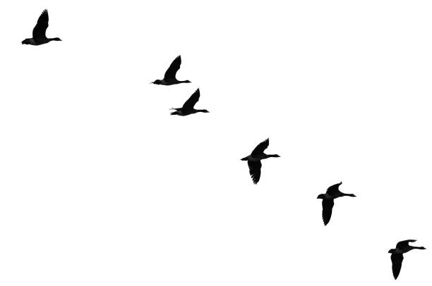 istock Flock of Flying Geese Silhouetted on a White Background 1136930155
