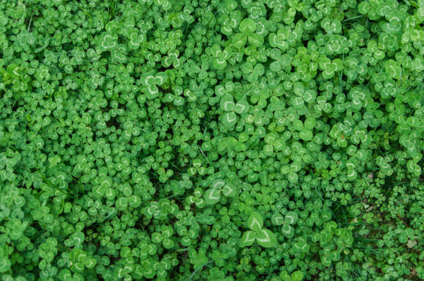 istock A field of three leaves clover 1136934815