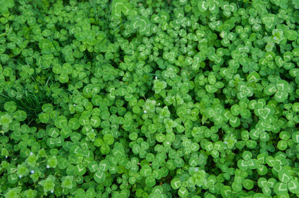 istock A field of three leaves clover 1136934818