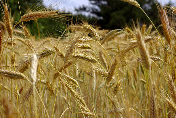 istock field of wheat 113693676