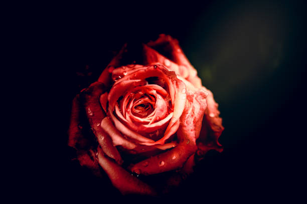 istock Beautiful Single Rose with Waterdrops on Black Background, Vintage style 1136938739