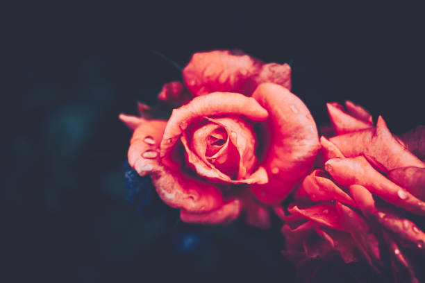 istock Beautiful Single Rose with Waterdrops on Black Background, Vintage style 1136938740