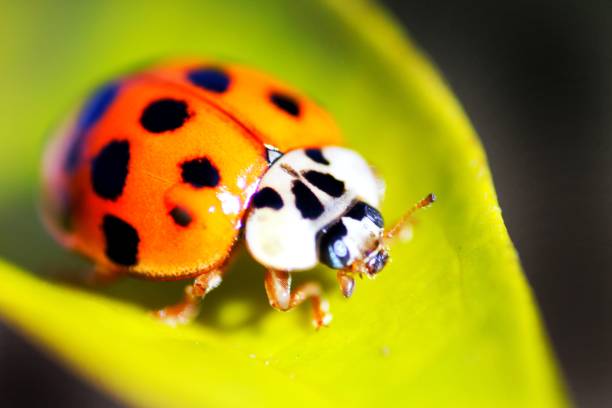 божья коровка - brazil ladybug insect beetle стоковые фото и изображения