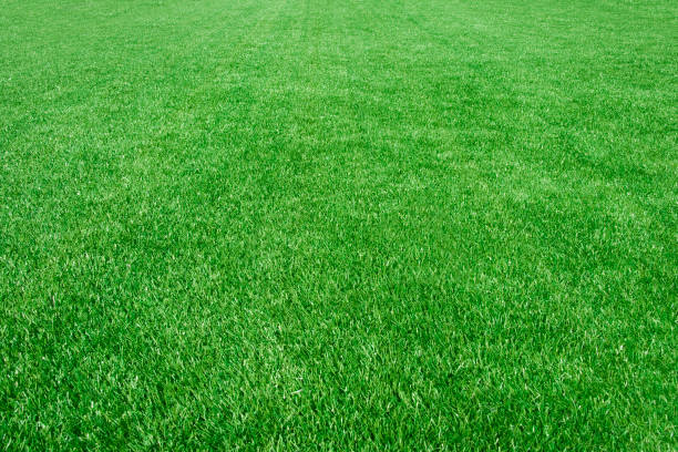 limpie el campo de césped vacío - soccer soccer field grass artificial turf fotografías e imágenes de stock