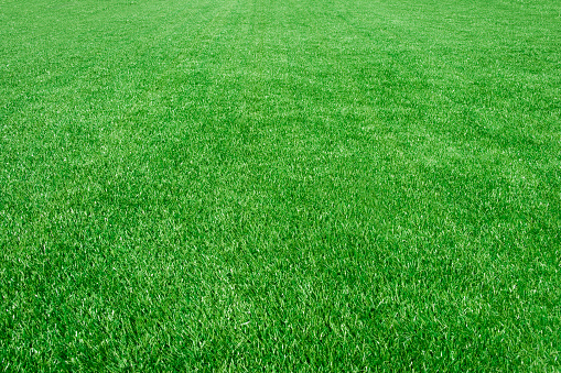 Close-up of a clean empty grass field — background texture
