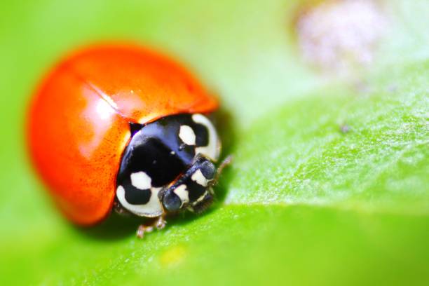 божья коровка - brazil ladybug insect beetle стоковые фото и изображения