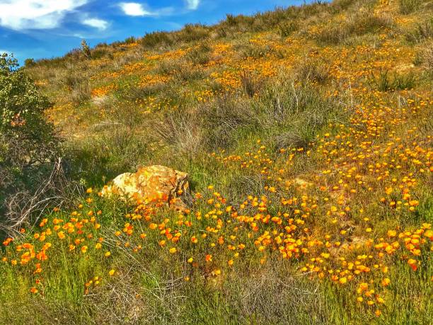 istock Golden Poppies 1136939817