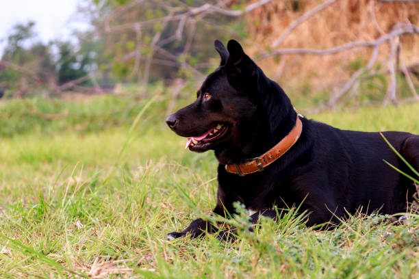 un cane nero sta cercando prefazione - foreword foto e immagini stock