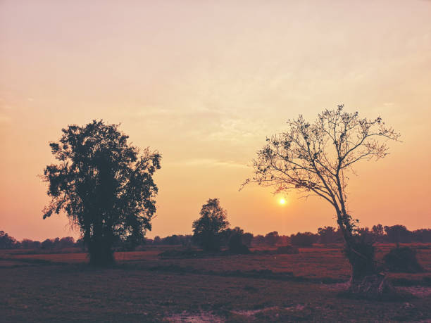 istock paddy field sunset, rice field in Thailand at sunset 1136940100