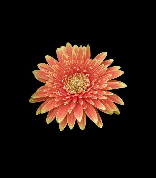 istock Flowers isolated on a black background 1136943134
