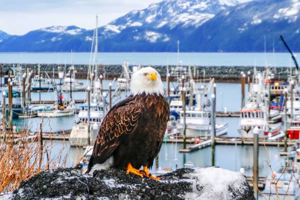istock Eagle Near the Harbor 1136943847