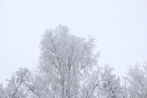 istock winter background - trees covered with white fluffy snow. 1136947190