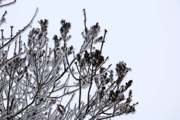 istock winter background - trees covered with white fluffy snow. 1136947210