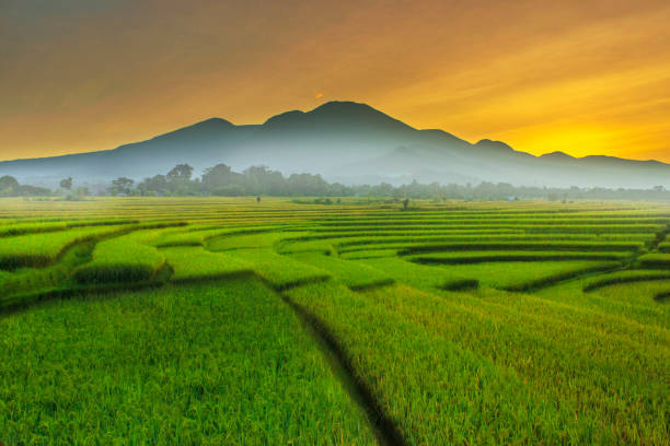 istock beauty morning with sunrise at paddy fields indonesia 1136948045