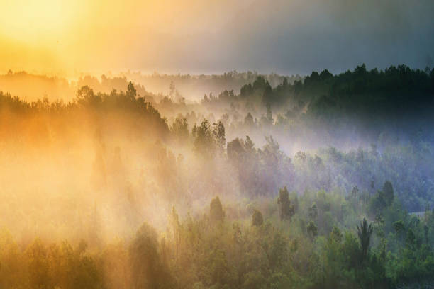 istock misty forest with morning sunrise in indonesia 1136948106