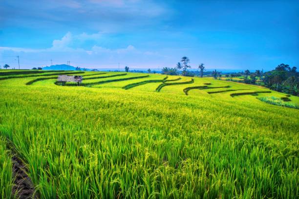 istock morning sunrise at paddy fields indonesia 1136948259