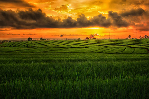 istock amazing sunset after rain at paddy fields 1136948271