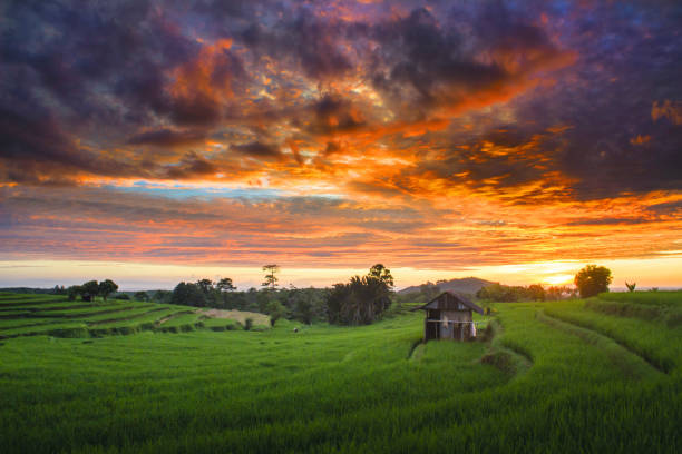 istock sunset moment at paddy fields indonesia moment 1136948274