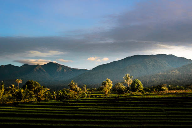 istock misty morning at paddy fields indonesia with beauty nature forest mountain range 1136948434