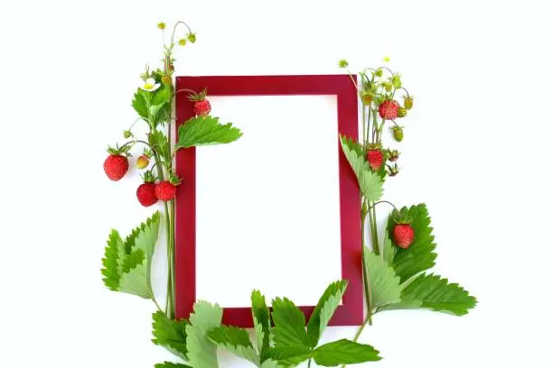 Wild strawberry.Berry frame. Red rectangular frame and Wild strawberry bouquet with leaves isolated on white background.Strawberry season. Berry time. top view, copy space